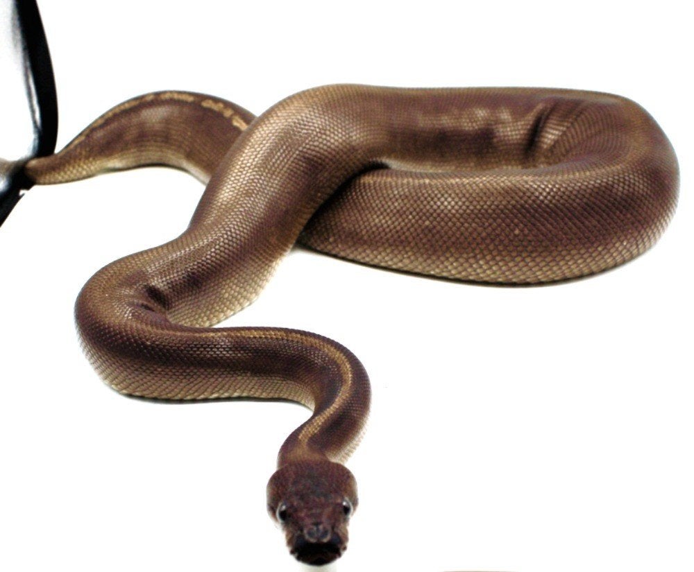 Ball Python Regius python 0.1BLACKHEAD GHI MOJAVE theCLOWN, Dieren en Toebehoren, Ophalen of Verzenden