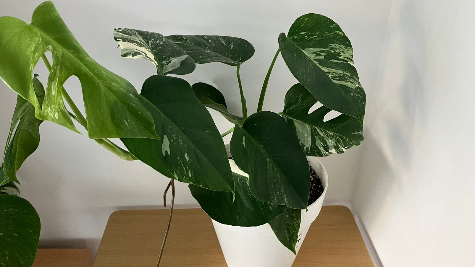 Monstera variegata, Huis en Inrichting, Kamerplanten, Ophalen of Verzenden