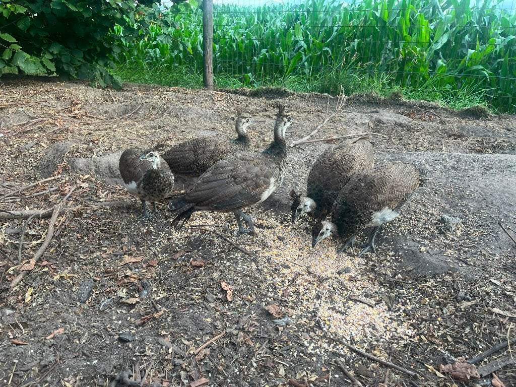 Blauwe pauw - kuikens, Dieren en Toebehoren