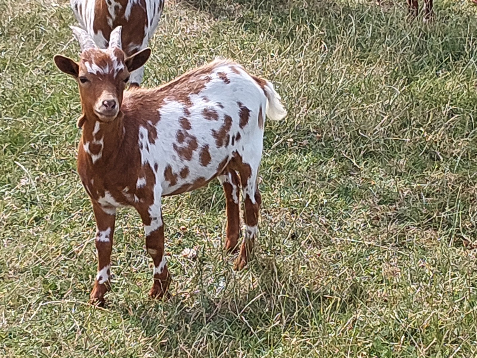 Dwerggeit, geit, Animaux & Accessoires, Moutons, Chèvres & Cochons