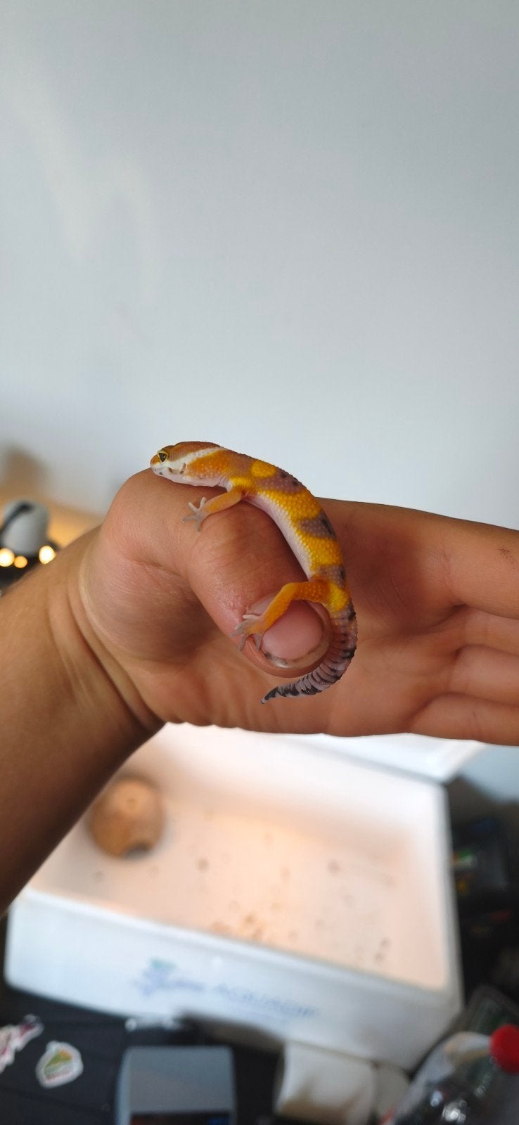 jeunes geckos léopards à vendre, Animaux & Accessoires, Reptiles & Amphibiens