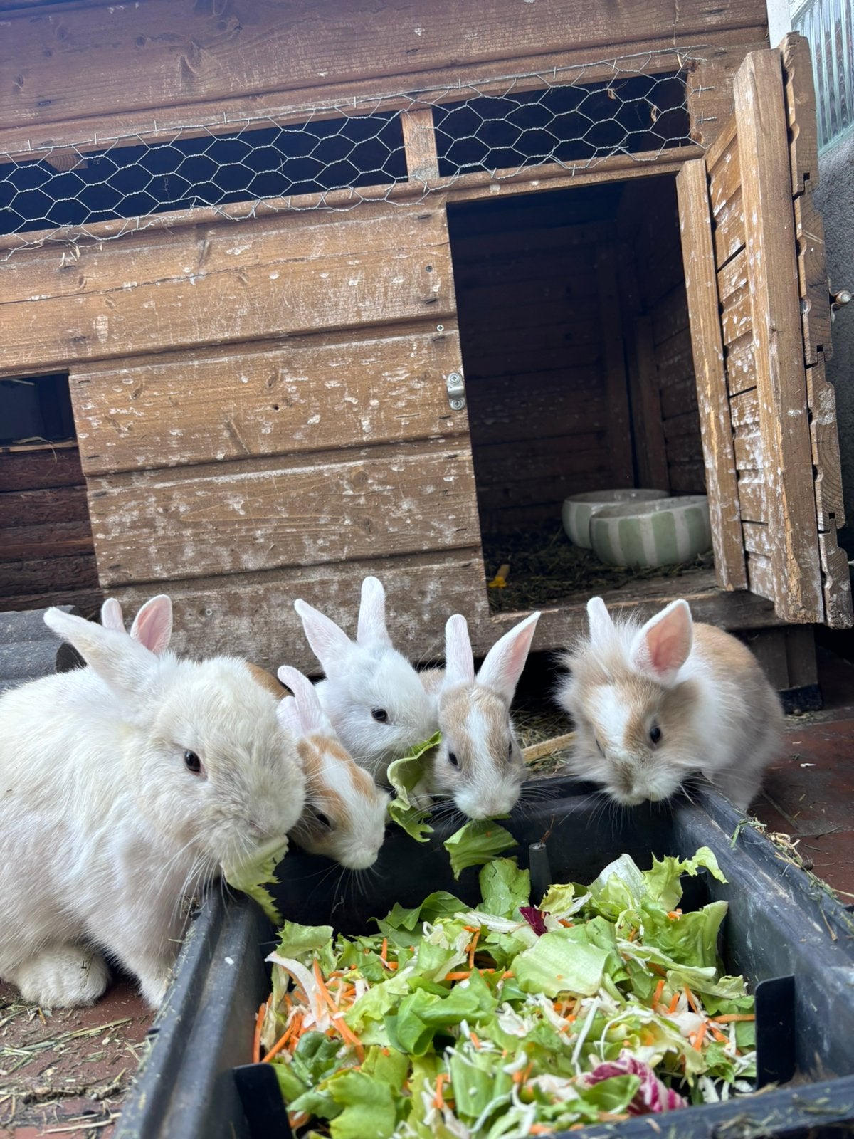 Baby dwergkonijntjes, Dieren en Toebehoren