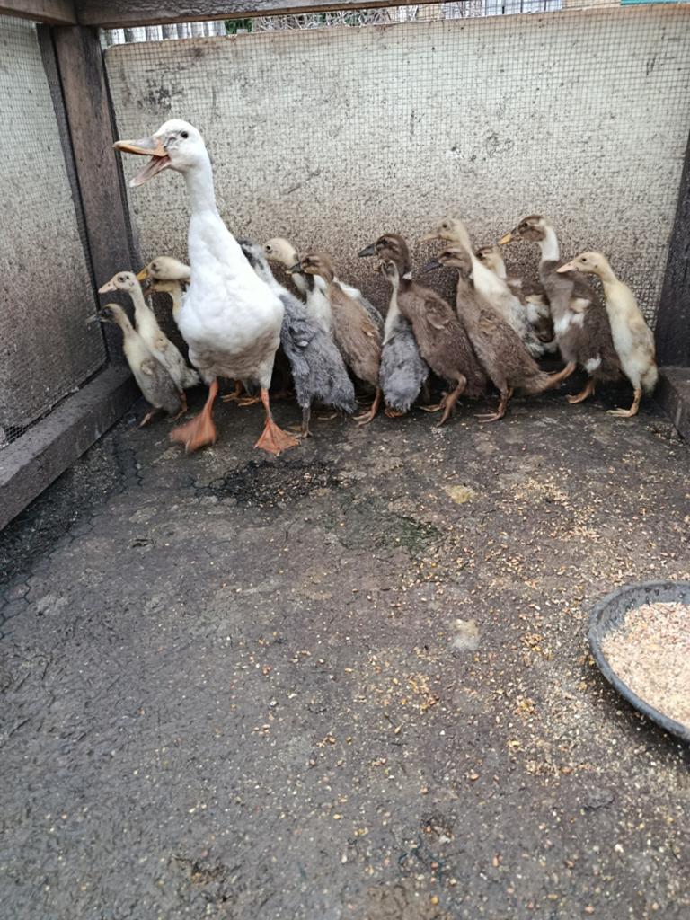 Canards qui courent (6 semaines), Animaux & Accessoires