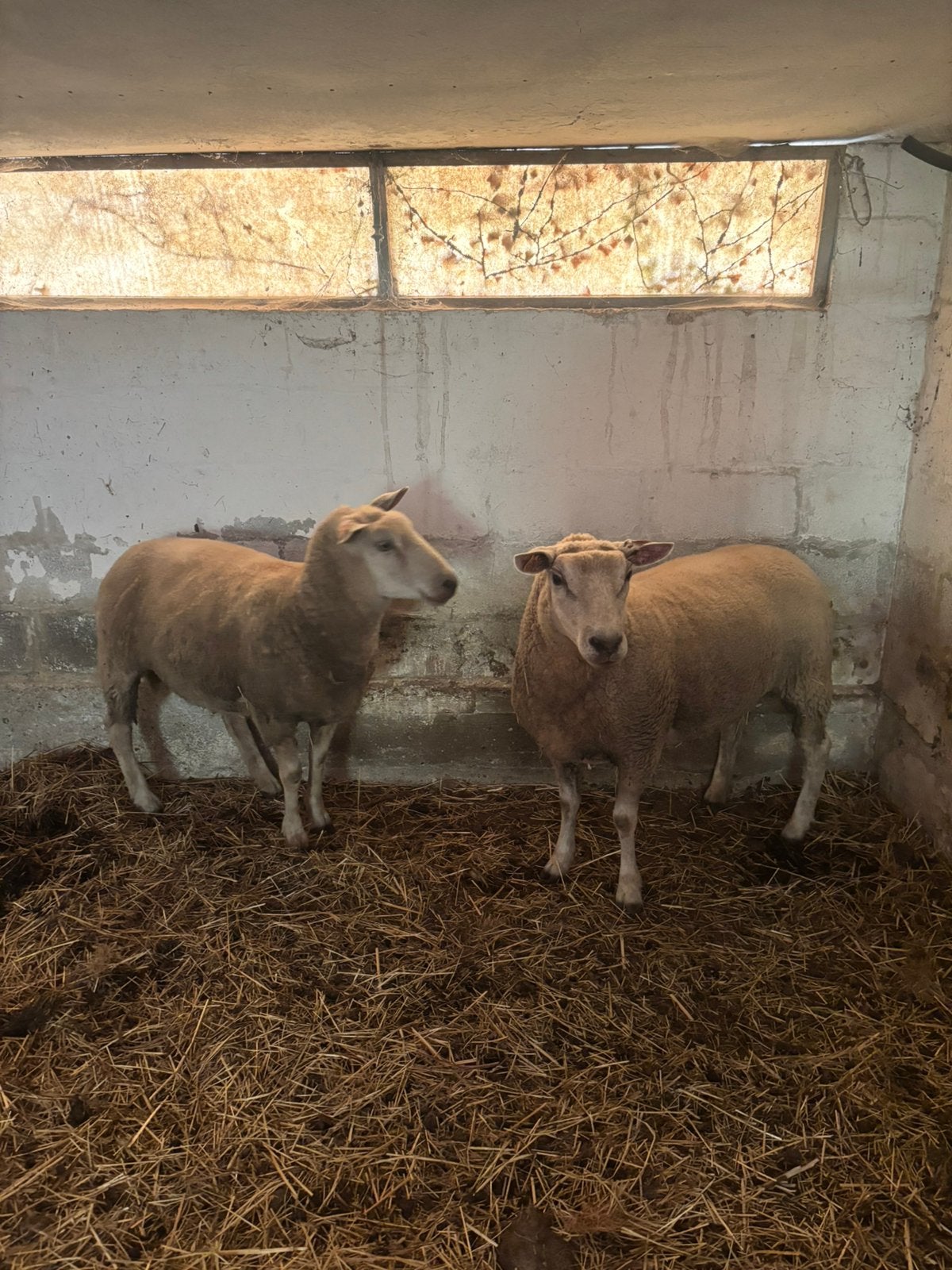 2 brebis, Animaux & Accessoires