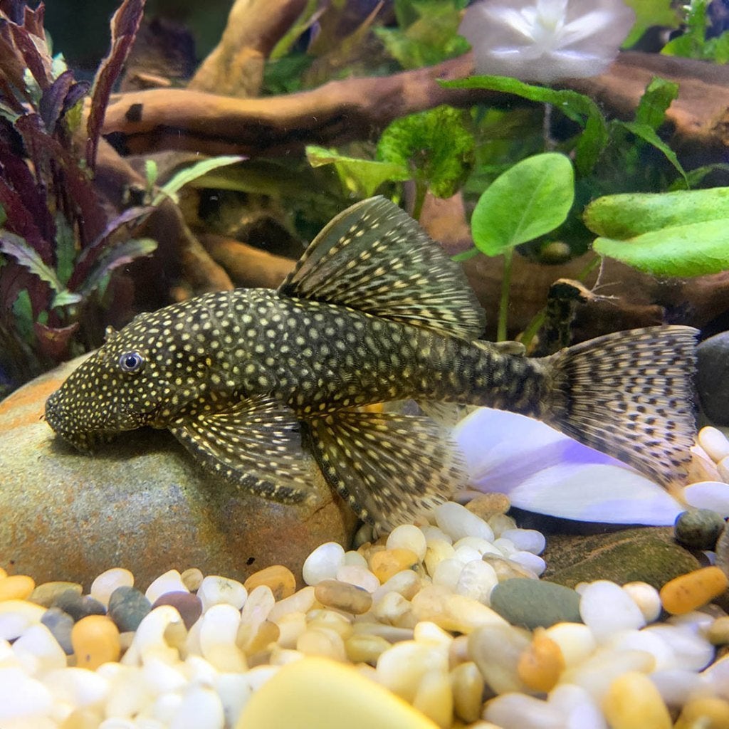 Ancistrus