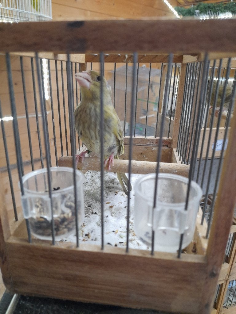 Groenvinken, Dieren en Toebehoren, Meerdere dieren, Wildzangvogel, Geringd
