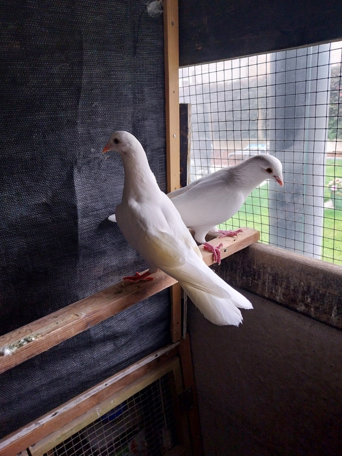 koppel witte sierduiven 7, Dieren en Toebehoren