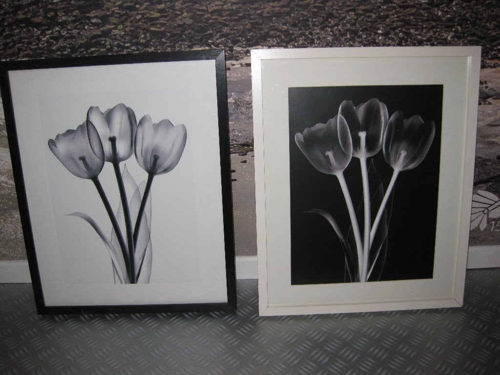Ikea Ribba fotokader TULPEN x2, Ophalen, 50 – 75, Minder dan 50 cm, Gebruikt