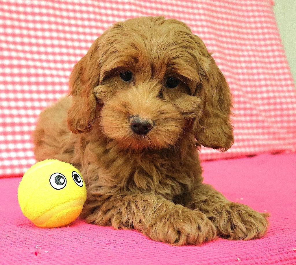 Des chiots Cockapoo super sympas !, Animaux & Accessoires, 15 semaines à 1 an, Plusieurs animaux, Éleveur | Professionnel, Taille moyenne