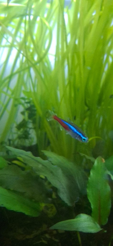 5 Poissons Neons à échanger, Poisson, Poisson d'eau douce
