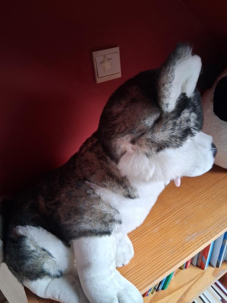 Grote pluchen Husky 50 cm, Kinderen en Baby's, Speelgoed | Knuffels en Pluche, Ophalen of Verzenden
