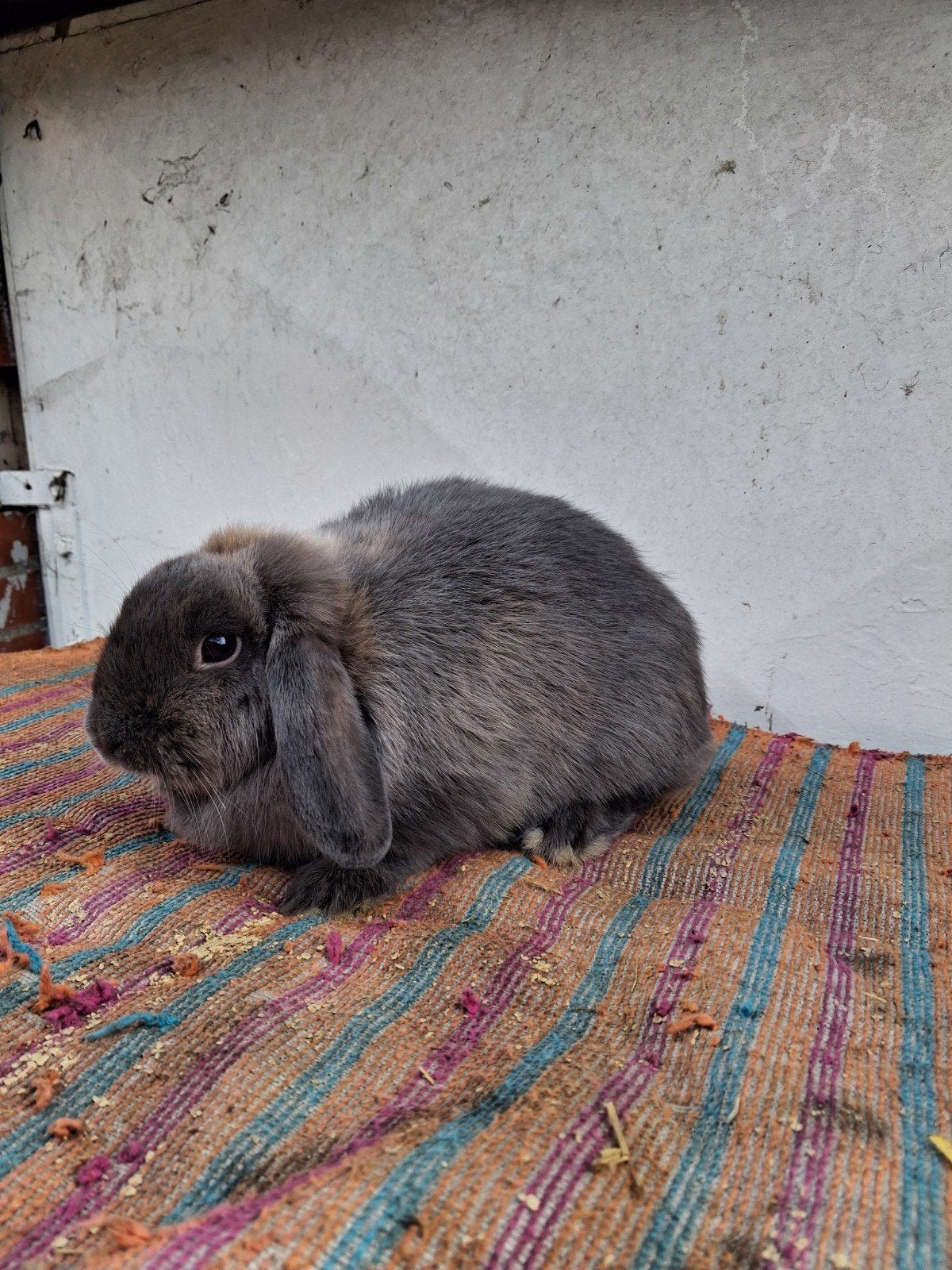 minilopje tien maanden voedster, Dieren en Toebehoren