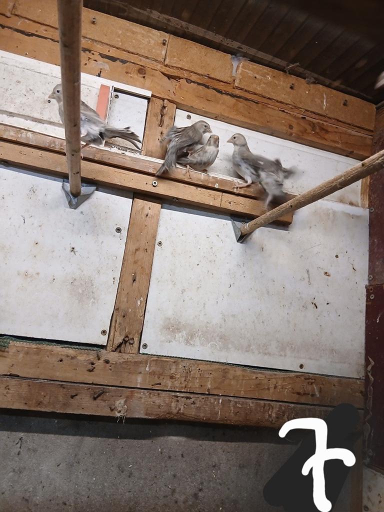 Jonge agaten witgrijs 2026, Dieren en Toebehoren, Vogels | Kanaries, Meerdere dieren, Kleurkanarie