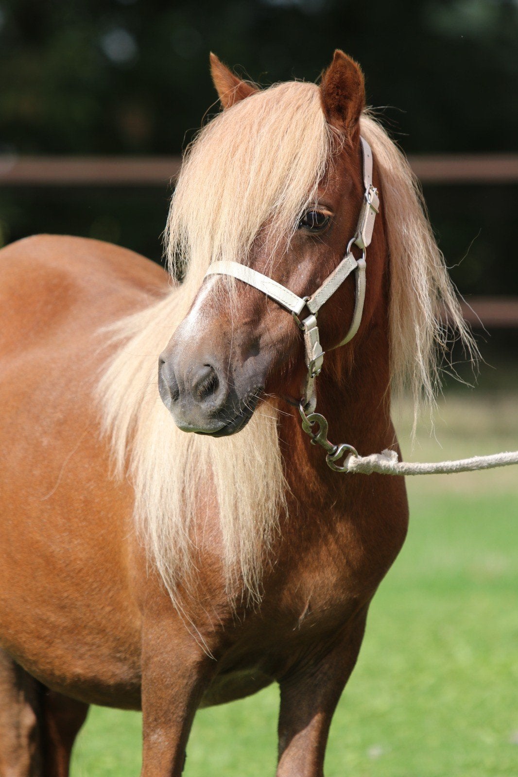 Grote maat shetlander stamboek merries met merrieveulens, Merrie, M, Met stamboom, 3 tot 6 jaar