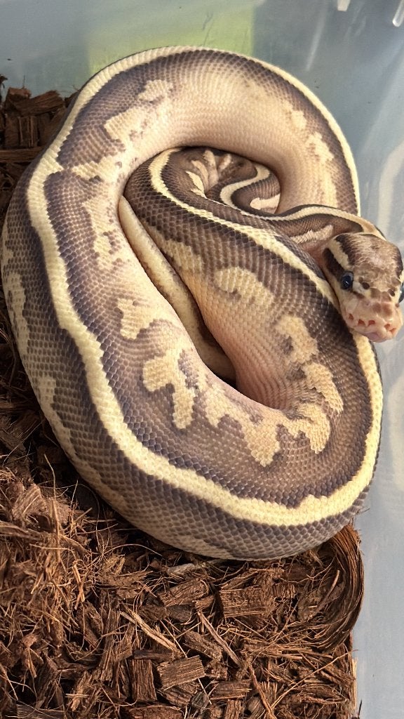 Verschillende ball pythons te koop, Dieren en Toebehoren, Slang, 0 tot 2 jaar