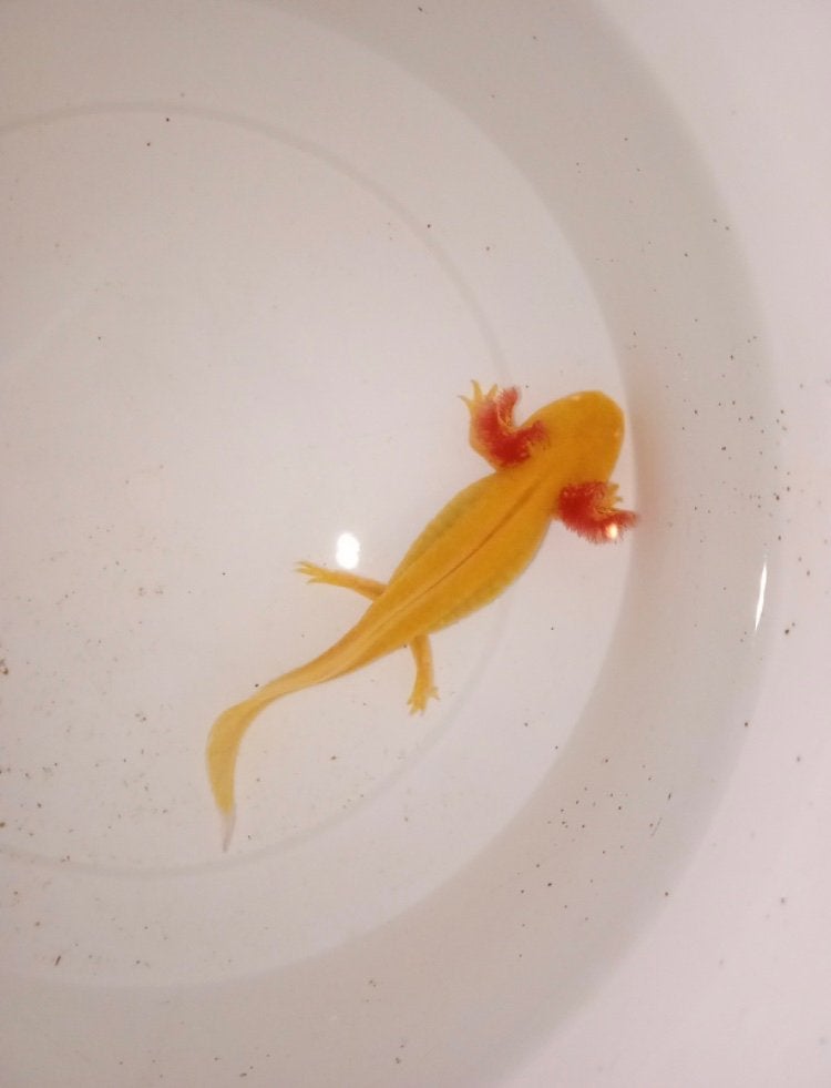 Axolotls albinos dorés, Autres types, Poisson d'eau douce