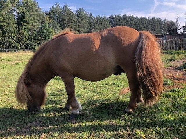Mini shetland hengst, Hengst, Niet van toepassing, Met stamboom, 3 tot 6 jaar