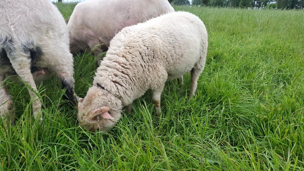 Ram (+ eventueel Ooi), Dieren en Toebehoren, Schaap