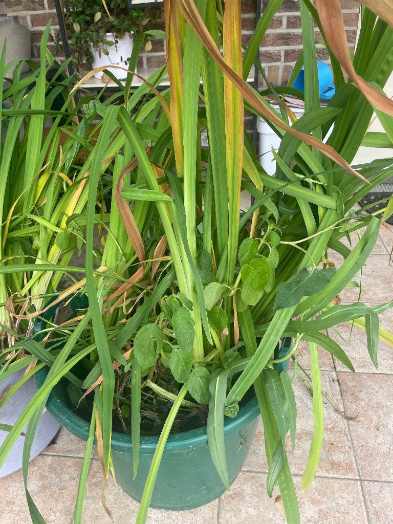 Plantes de bassin, plantes aquatiques, Enlèvement, Neuf