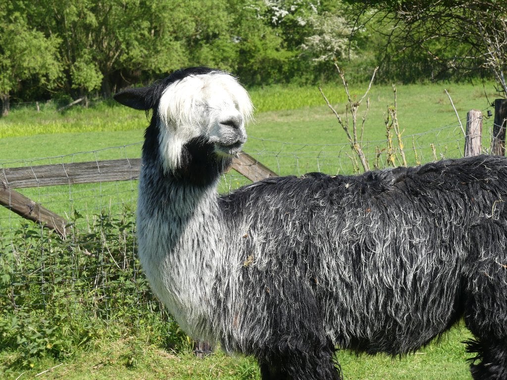 Alpaca suri merrie, Mai, Femelle