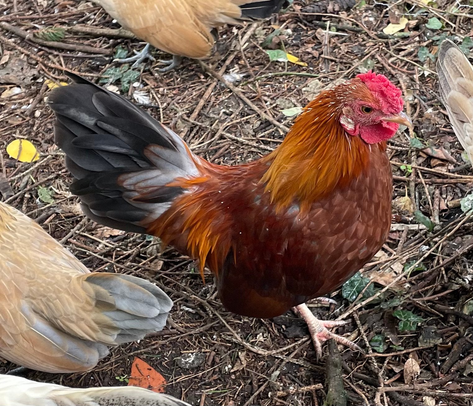 Sierhaantje kleinblijvend Serama, Dieren en Toebehoren, Mannelijk, Kip