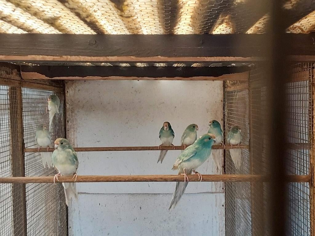 4 jonge koppels blauw(cin)gezoomd kakariki, Perruche, Bagué