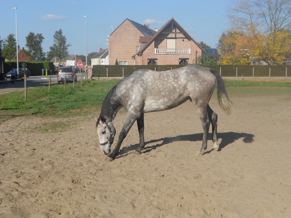 Volbloed merrie, Dieren en Toebehoren, Merrie, Met stamboom, 3 tot 6 jaar, 160 tot 165 cm