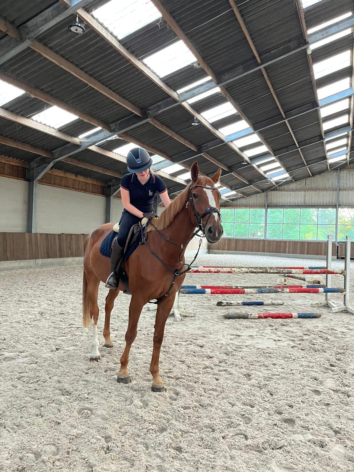 Prachtig springpaard, Jument, Cheval de saut, Avec pedigree, 3 à 6 ans