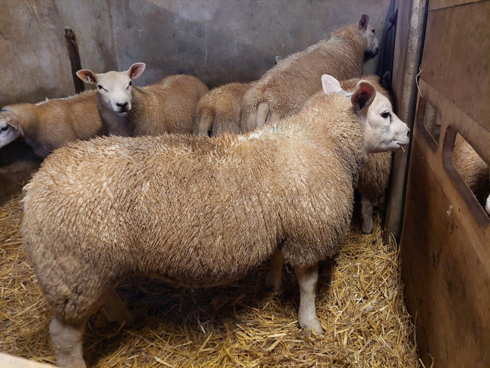 mooie zware rammen, Animaux & Accessoires, Moutons, Chèvres & Cochons, Mâle, Mouton, 0 à 2 ans