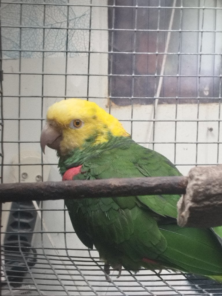Man oratrix, Dieren en Toebehoren, Mannelijk, Papegaai, Tam