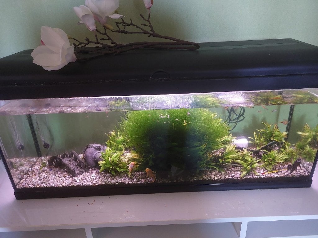 Auquarium 120L - Lekvrij, Animaux & Accessoires, Enlèvement, Poissons inclus, Utilisé, Aquarium d'eau douce rempli