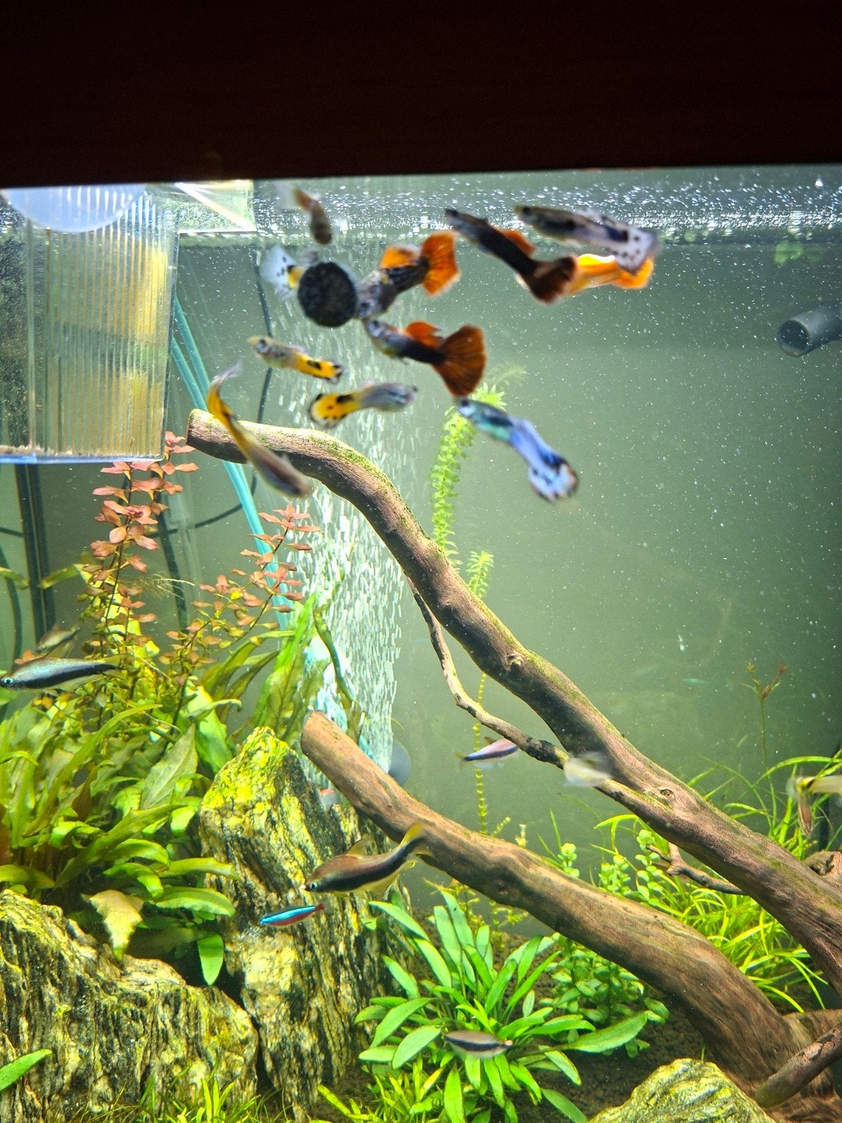 guppy mannetjes, Dieren en Toebehoren