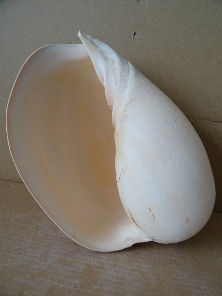 Curiosa schelp grote schelp 16x10x22cm enorme schelp, Verzamelen, Ophalen of Verzenden, Schelp(en)