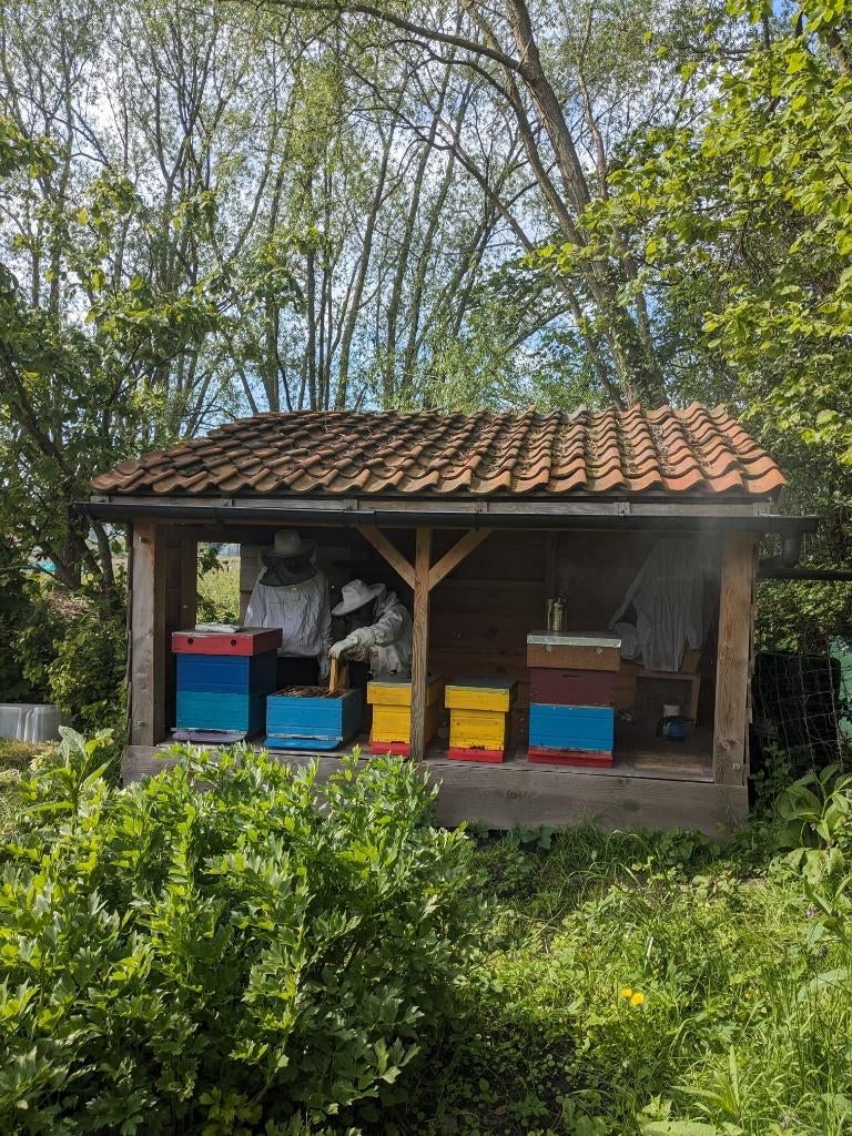 Bijenvolken, Dieren en Toebehoren, Bijen