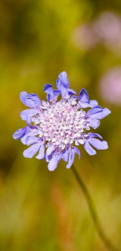 Duifkruid (Inheems) | Zaden uit eigen gifvrije tuin, Jardin & Terrasse, Bulbes & Semences, Graine, Automne, Plein soleil, Enlèvement ou Envoi