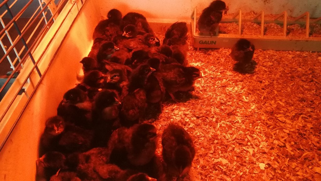 poussins d'un jour pondeurs bleu/olive/chocolat,27 octobre, Femelle, Poule ou poulet