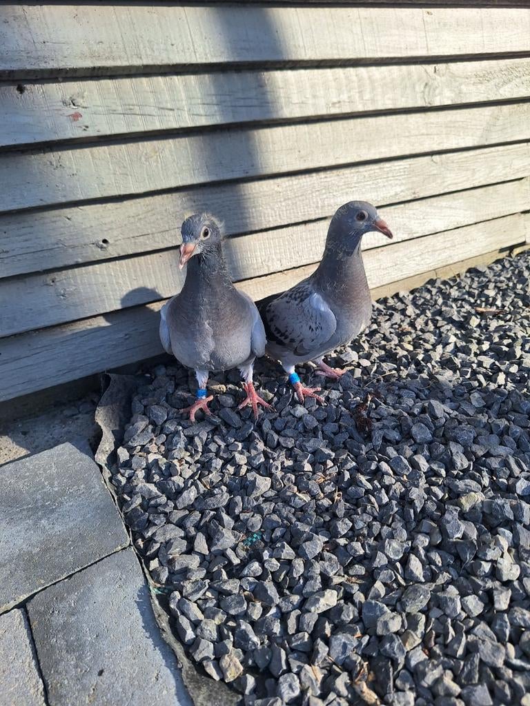 4 jongen snelheid/hafo, Dieren en Toebehoren