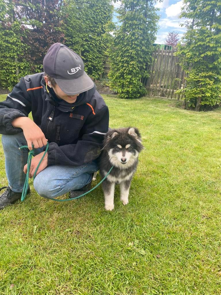 Pomsky , Mini Husky pups, klein type, vrolijk karakter, Parvo, België, 8 tot 15 weken, Poolhond