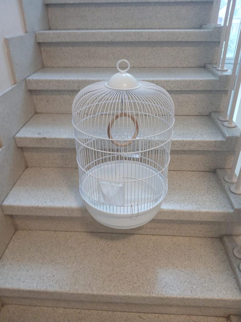 Cage oiseaux, Enlèvement
