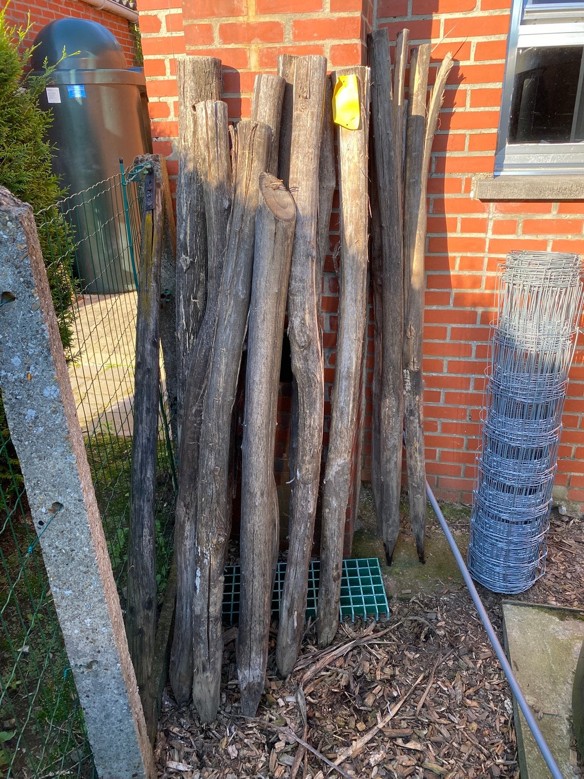 Robinia weidepalen, Weidegang