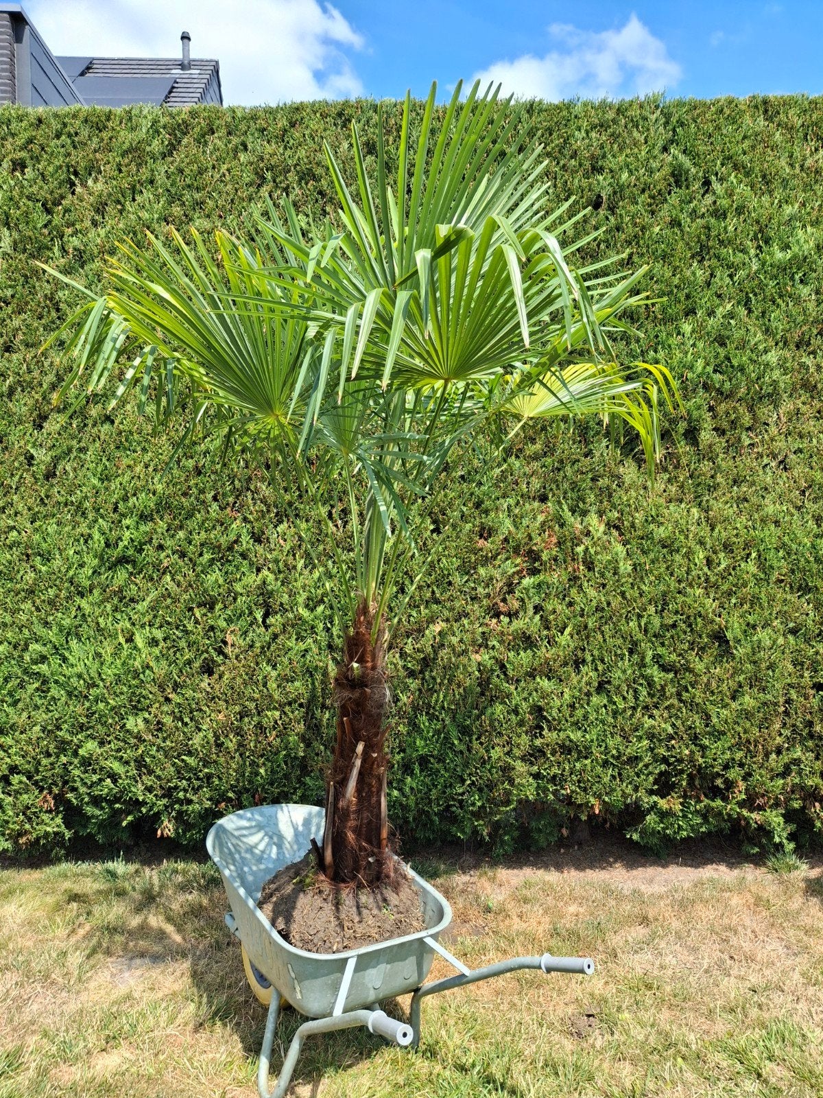 Mooie wintervaste palmboom Trachycarpus fortunei, Tuin en Terras, Ophalen, Palmboom