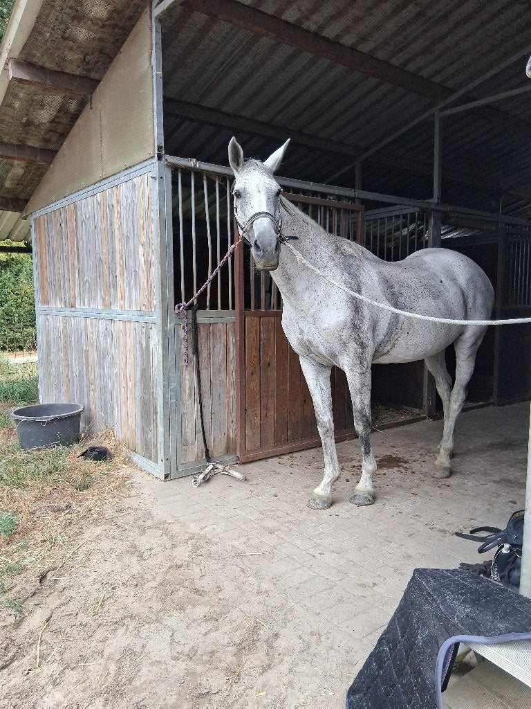 Merrie, Animaux & Accessoires, 11 ans ou plus, Avec pedigree, 165 à 170 cm, Ne s'applique pas