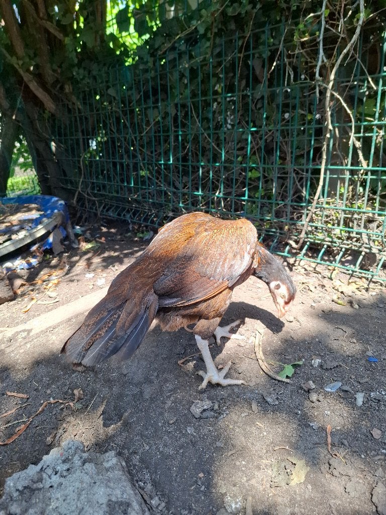 Shamo aseel hen te koop, Mâle, Poule ou poulet
