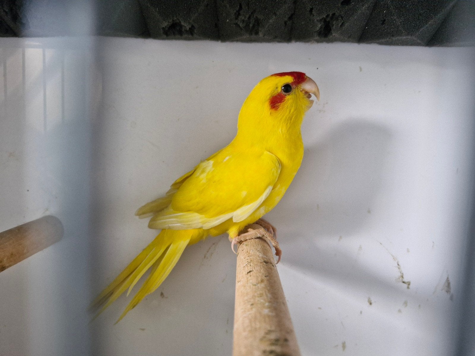 kakariki man 2026, Dieren en Toebehoren, Mannelijk, Parkiet
