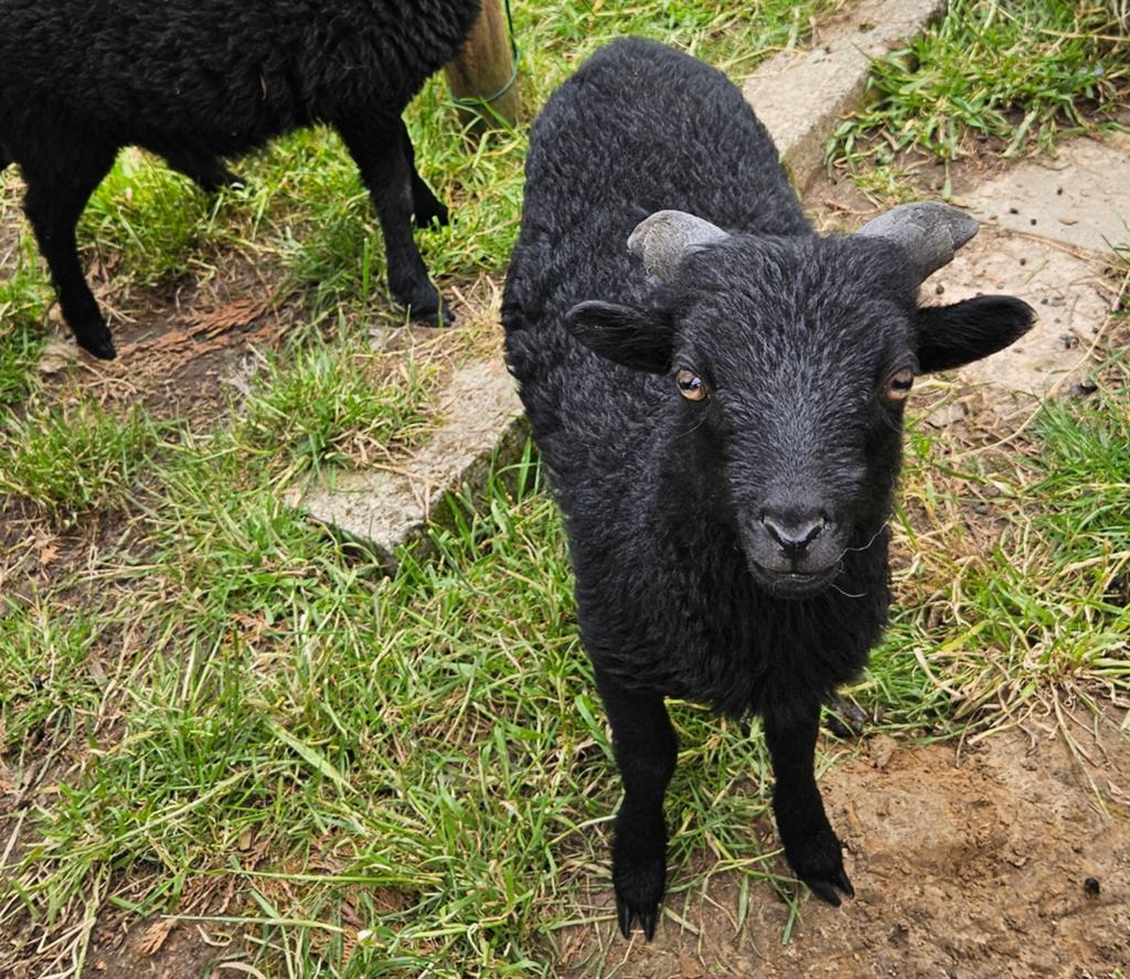 Zwart ouessant rammetje, Dieren en Toebehoren