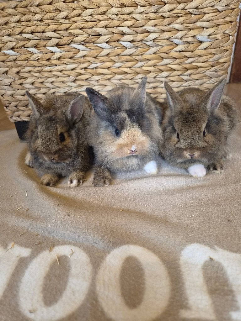 Dwergkonijntjes, Dieren en Toebehoren, Konijnen, Vrouwelijk, Dwerg, 0 tot 2 jaar