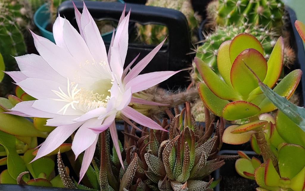 Jonge Echinopsis cactusjes – prachtige witroze bloei later, Huis en Inrichting, Kamerplanten, Cactus, Ophalen of Verzenden