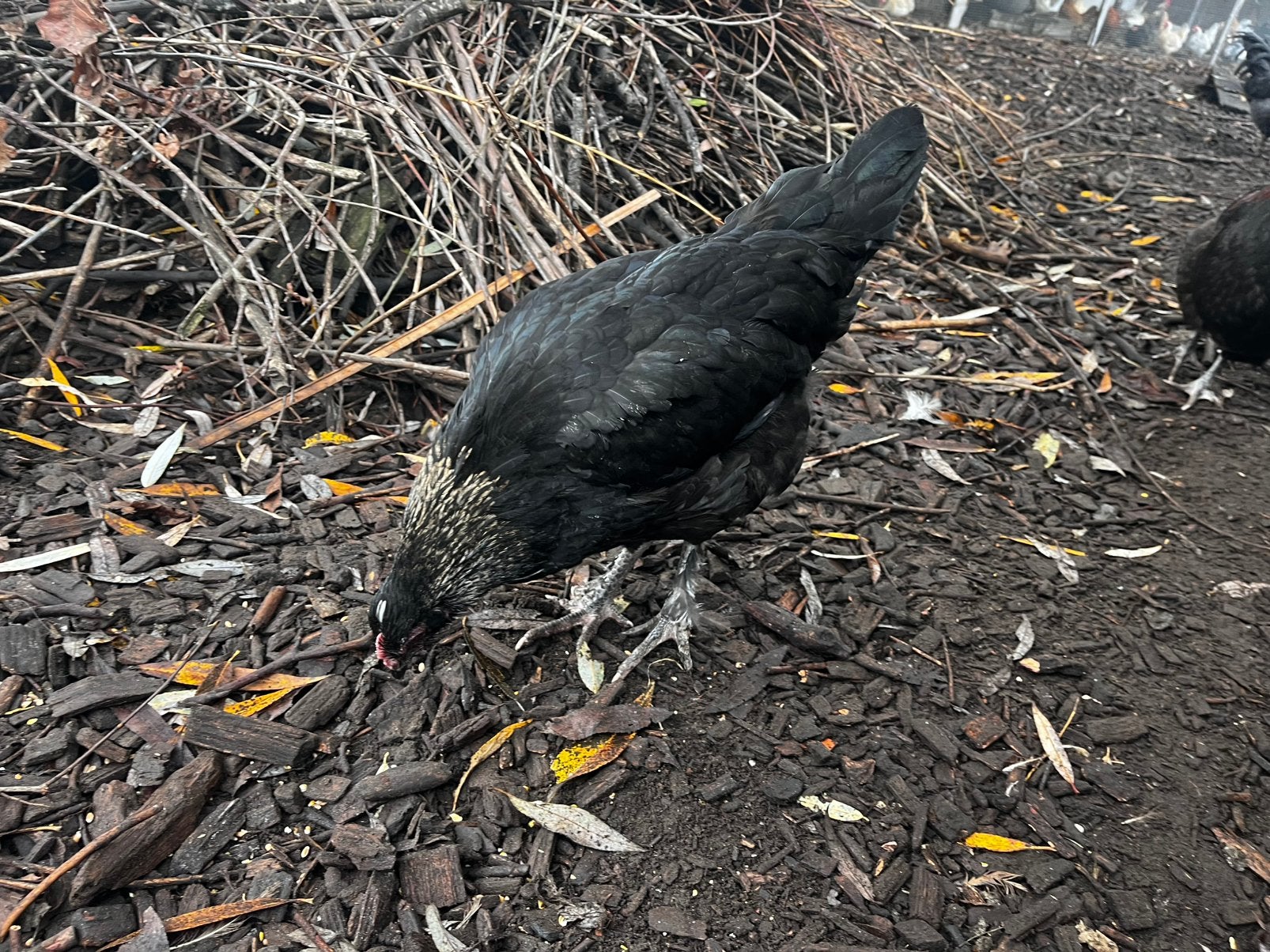 Marans, Dieren en Toebehoren