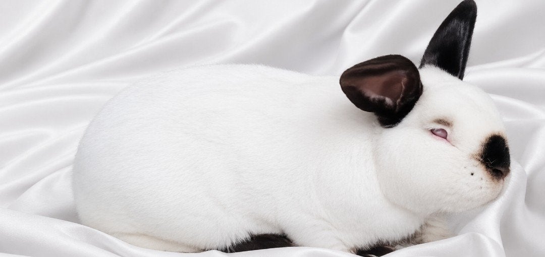 DIFFÉRENTES RACES DE LAPINS VACCINÉES RHD 1 ET 2, Plusieurs animaux, Grand, 0 à 2 ans