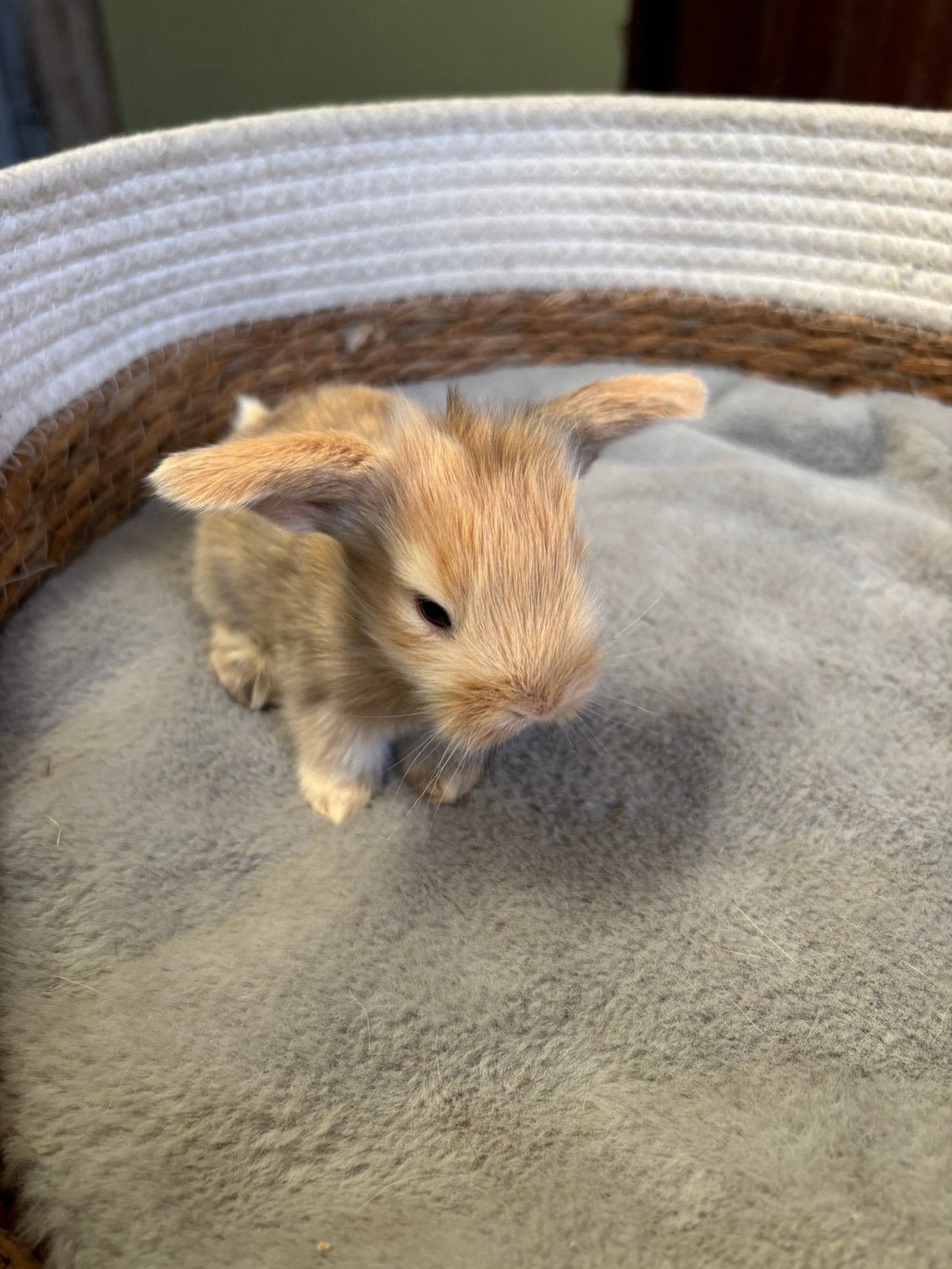 Nederlandse hangoor baby konijntjes, Meerdere dieren, Dwerg, Hangoor, 0 tot 2 jaar
